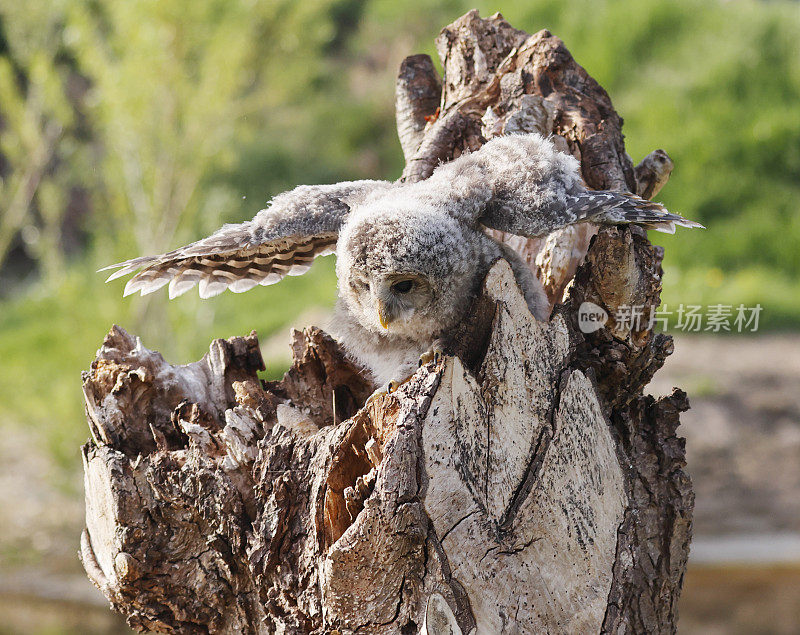 乌拉尔猫头鹰(Strix uralensis)幼鸟开始飞翔